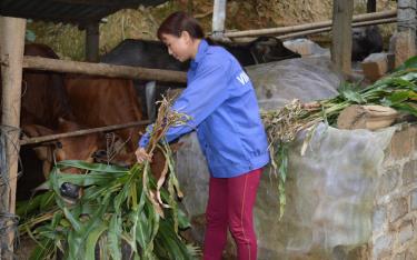 Đồng bào dân tộc thiểu số xã Sơn Lương, huyện Văn Chấn được hỗ trợ trâu, bò từ chương trình mục tiêu quốc gia đã đầu tư chăn nuôi bán chăn thả theo hướng hàng hóa.
