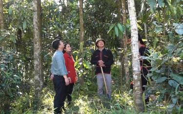 Lãnh đạo Hội Nông dân huyện Văn Yên thăm rừng quế của gia đình anh Bàn Văn Minh ở xã Tân Hợp.