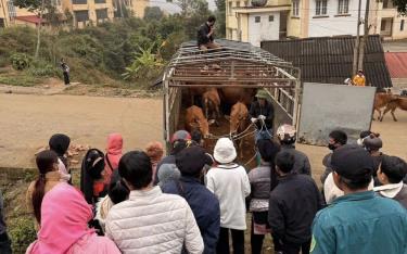 Người dân xã Suối Quyền, huyện Văn Chấn nhận bò giống từ hỗ trợ của Chương trình mục tiêu quốc gia giảm nghèo bền vững.