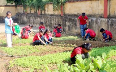 Hàng ngày, sau giờ lên lớp, thầy, cô giáo và các em học sinh tại nhiều trường học trên địa bàn tỉnh lại cùng nhau chăm sóc vườn rau, vừa tạo nguồn thực phẩm sạch và cũng là nơi học sinh hòa mình vào thiên nhiên.