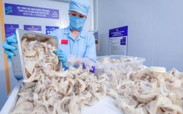 Tổ yến của Việt Nam có cơ hội lớn ở thị trường Trung Quốc.