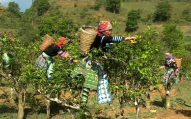 Đồng bào Mông thu hoạch nông sản bản địa.
