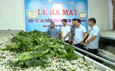 Lãnh đạo Liên minh HTX tỉnh Yên Bái tham quan mô hình nuôi tằm của HTX trồng dâu nuôi tằm Quyết Hùng, xã Xuân Ái, huyện Văn Yên.