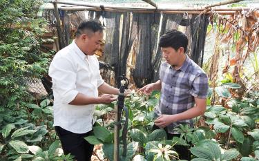 Anh Lý A Tủa - Phó Bí thư Đảng ủy xã Púng Luông cùng anh Lù A Chu kiểm tra sự sinh trưởng của cấy Thất diệp nhất chi hoa tại gia đình anh Chu.