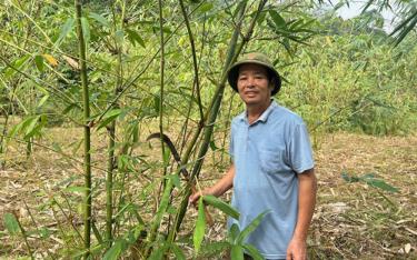 Ông Hà Văn Liêm ở xã Kiên Thành, huyện Trấn Yên chăm sóc vườn tre măng Bát độ.