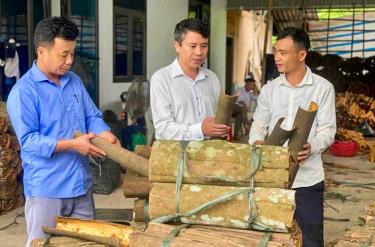 Sản phẩm vỏ quế khô của Hợp tác xã Dịch vụ tổng hợp Kiên Thành, huyện Trấn trực tuyến m88.
