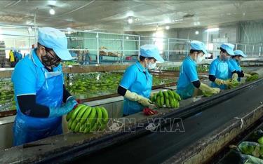 Sơ chế chuối tại Công ty CP Chăn nuôi Gia Lai (thuộc Tập đoàn Hoàng Anh Gia Lai).