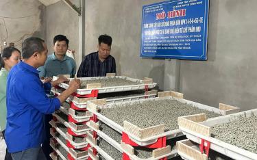 Mô hình nuôi tằm con của hội viên Lê Thanh Thủy ở thôn Đình Xây cho thu nhập cao.