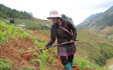 Nông dân huyện Mù Cang Chải vun gốc, làm cỏ cho cây ngô vụ xuân hè 2025.