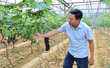 Anh Tạ Hữu Tình xây dựng vườn nho trong nhà màng trên đảo Tình Nghĩa, làm điểm nhấn mô hình du lịch nông nghiệp.