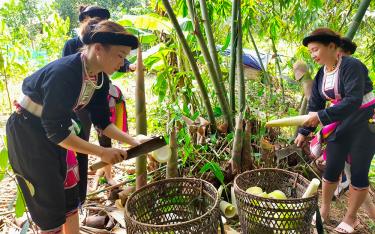 Người dân huyện Trấn Yên thu hoạch măng tre Bát độ.