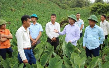 Các đồng chí lãnh đạo huyện Trạm Tấu thăm mô hình trồng khoai sọ của dafabet com ở xã Hát Lừu.