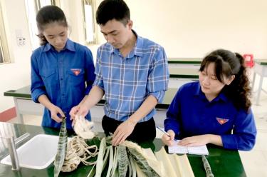 Nhóm học sinh Trần Thị Bích Đào - Trường THPT Chu Văn An, huyện Văn Yên đã nghiên cứu phương pháp tách sợi từ một số cây lấy sợi trên địa bàn để tạo sợi hữu cơ - nguyên liệu làm các sản phẩm như: tóc giả, đồ thủ công mỹ nghệ, vật liệu cho ngành dệt may, y khoa…