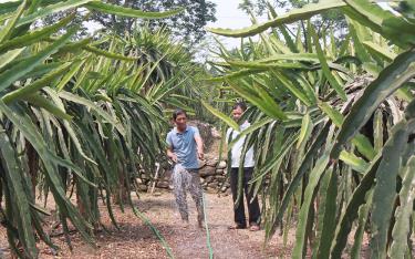 Vùng trồng thanh long của ông Trần Bá Đức, thị xã Nghĩa Lộ đã được cấp MSVT phục vụ nội địa, giúp ông thu về 270 triệu đồng/năm.