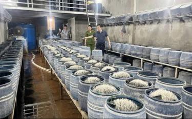 Hàng trăm thùng giá đỗ được ngâm hóa chất chuẩn bị được đưa ra thị trường tiêu thụ.