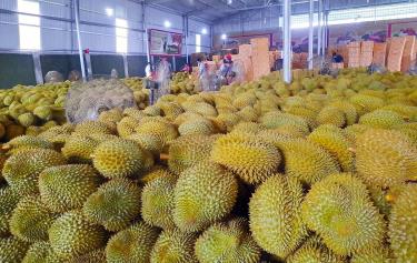 Việt Nam và Trung Quốc đã thống nhất sẽ gỡ vướng cho sầu riêng Việt Nam vào Trung Quốc