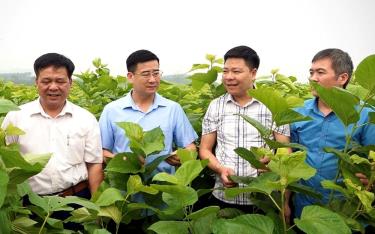 Lãnh đạo huyện Văn Yên kiểm tra tình hình thực hiện Đề án trồng dâu nuôi tằm tại xã Yên Thái