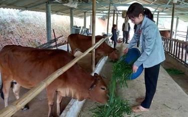 Mô hình chăn nuôi bò bán công nghiệp của người dân xã Tân Nguyên, huyện Yên Bình.