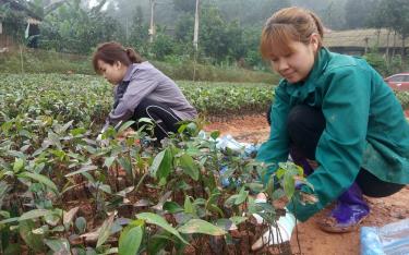 Hội viên Hội LHPN huyện Trấn Yên tích cực phát triển mô hình kinh tế vườn ươm.