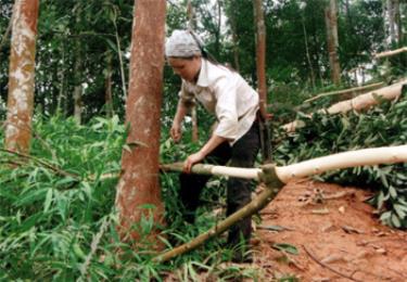 Vùng quế Văn Yên đã đem lại thu nhập và cải thiện một bước đời sống của nông dân. (Trong ảnh: Khai thác quế ở xã Đại Sơn).
