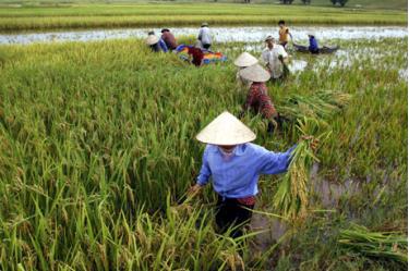 Nông dân vùng Đồng bằng sông Hồng thu hoạch lúa.