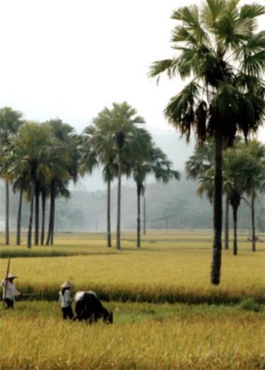 Cánh đồng quê.
