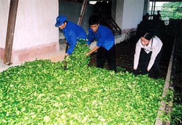 Công nhân Công ty cổ phần chè Trần Phú đưa chè nguyên liệu vào xưởng héo trước khi chế biến.