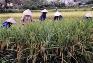 Nông dân xã Minh Bảo thu hoạch lúa chiêm xuân.
