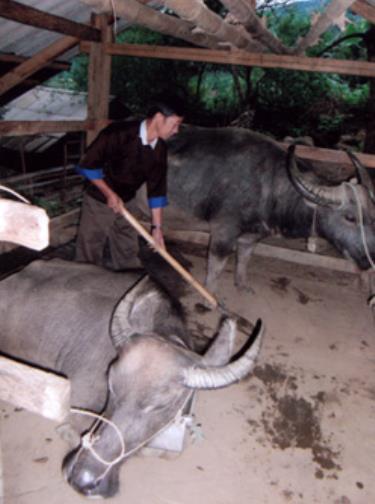 Nhiều hộ đồng bào Mông ở xã Nậm Có (huyện Mù Cang Chải) đã đầu tư làm chuồng chăn nuôi trâu và hạn chế thả rông để đề phòng bệnh dịch.
