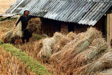 Đồng bào Mông ở huyện Mù Cang Chải đã biết dự trữ rơm rạ để chủ động thức ăn nuôi trâu bò. (Ảnh: Quang Tuấn)