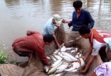 Thiếu cán bộ thú y thủy sản nên người chăn nuôi vẫn phải tự “mò mẫm” phòng dịch cho ao cá, lồng nuôi của mình.
