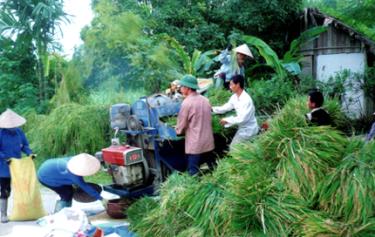 Đầu tư quy hoạch, xây dựng một số vùng chuyên canh quy mô lớn như: vùng sản xuất lúa, ngô hàng hóa. Ảnh minh họa