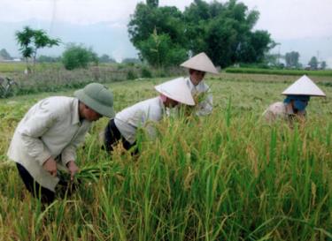 Nông dân thị xã Nghĩa Lộ thu hoạch lúa.