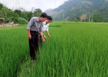 Lãnh đạo xã Phong Dụ Thượng kiểm tra tình hình phát triển của lúa xuân tại khu trung tâm xã.
