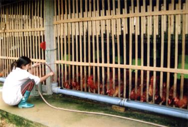 Phải đảm bảo đủ nước sạch và mát cho gia cầm, nhất là trong những ngày nắng nóng kéo dài.