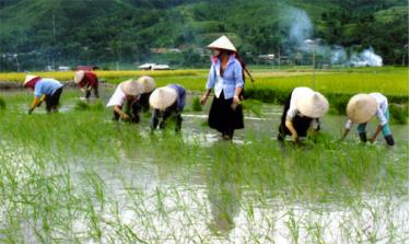 Nông dân Tú Lệ gieo cấy lúa mùa sớm.