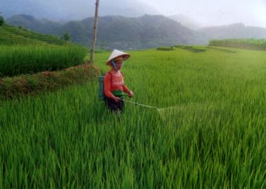 Nông dân xã Hát Lừu (Trạm Tấu) chủ động phòng trừ sâu bệnh hại lúa xuân.
Ảnh: A mua