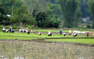 Kết thúc vụ xuân 2011, bà con nông dân xã Hát Lừu, huyện Trạm Tấu (Yên Bái) khẩn trương xuống đồng gieo cấy mùa vụ.