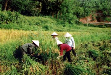 Nông dân huyện Yên Bình thu hoạch lúa trên đất bán ngập hồ Thác Bà.
