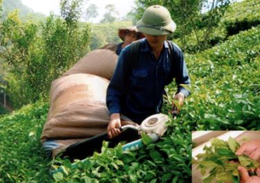 Chè liềm, chè “hái” bằng máy như thế này, nay thêm “chè cháo” thì không biết chất lượng chè và vùng nguyên liệu sẽ còn đi đến đâu?
