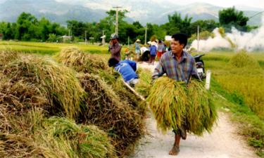 Nông dân vùng thấp xã Phù Nham (Văn Chấn) khẩn trương thu hoạch lúa chiêm xuân.