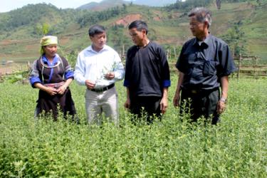Lãnh đạo huyện Mù Cang Chải kiểm tra cây sơn tra được ươm giống chuẩn bị đưa vào trồng ở xã Khao Mang.

