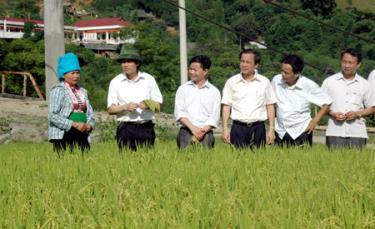 Đồng chí Bí thư Tỉnh ủy thăm mô hình trồng lúa chất lượng cao tại xã Hát Lừu, huyện Trạm Tấu.