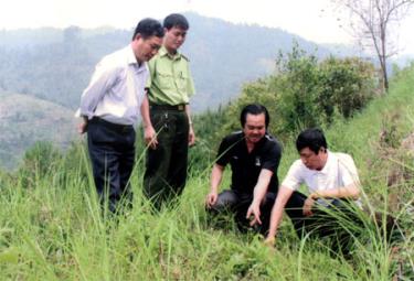 Lãnh đạo, cán bộ huyện Văn chấn kiểm tra quá trình sinh trưởng rừng trồng vụ xuân 2012.
