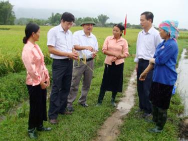 Lãnh đạo Sở Nông nghiệp và Phát triển nông thôn, huyện Văn Chấn và nông dân trao đổi về mô hình lúa Jamonica.
