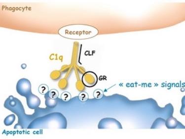 Protein C1q.