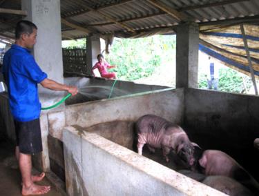 Mô hình chăn nuôi 100 con lợn thịt của đoàn viên Nguyễn Văn Sáng.
