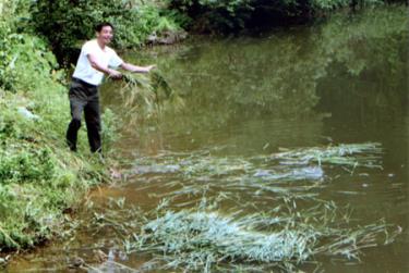 Từ chân ruộng chằm lầy kém hiệu quả, anh Phương chuyển sang đào ao thả cá mang lại hiệu quả kinh tế cao.
