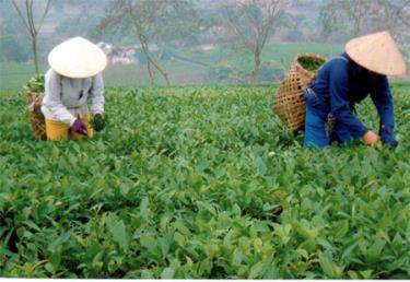 Nông dân thị trấn Nông trường Nghĩa Lộ (Văn Chấn) thu hái chè.
(Ảnh: Đức Hồng)