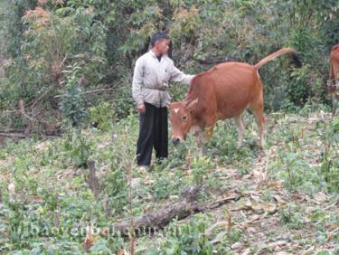 Anh Giàng A Lứ bên con bò được hỗ trợ.